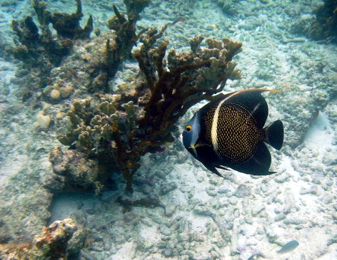 Eco tur�smo Isla Tortuga